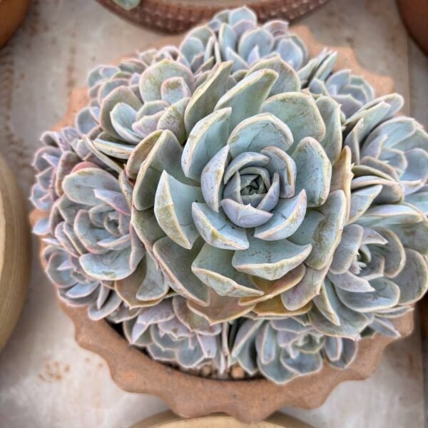 298.Echeveria 'Blue Surprise'