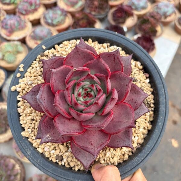 299.：Echeveria agavoides 'Ebony Purple