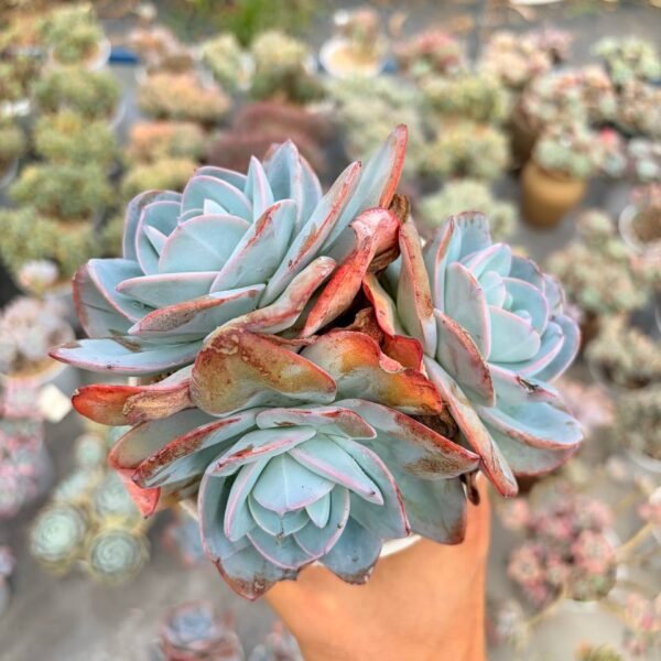 300.Echeveria 'Brink's Blue