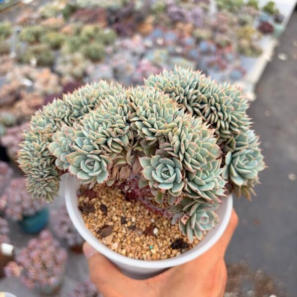 301.Echeveria 'Deresina' f. cristata