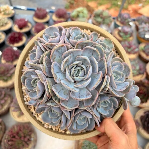 302.Echeveria 'Blue Surprise'