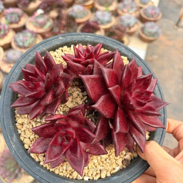 303.Echeveria agavoides 'Romeo Rubin