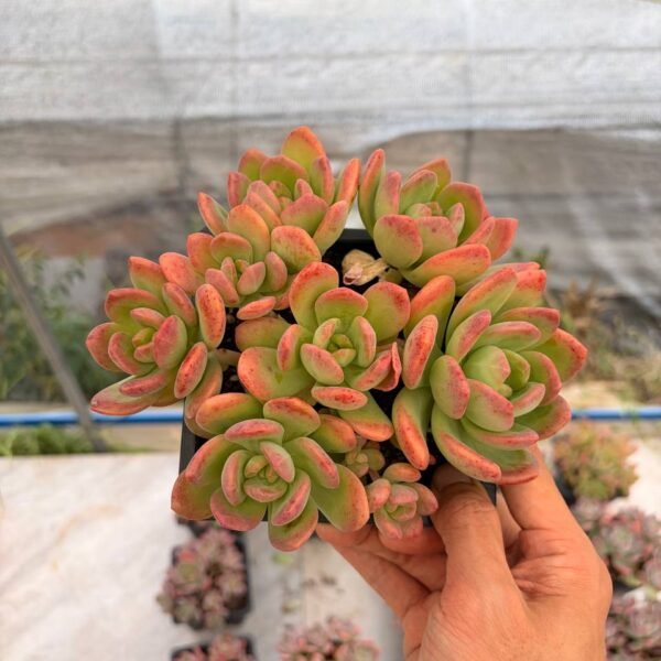 304.Echeveria hybrid