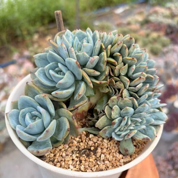 305.cheveria hybrid f. cristata