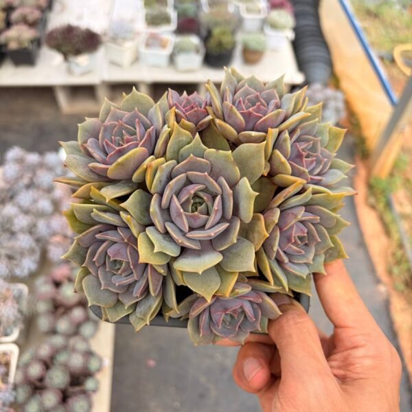 307.Echeveria 'Murasakihime