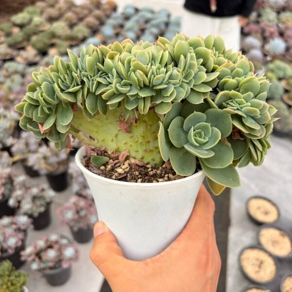 306.Echeveria 'Star Natha