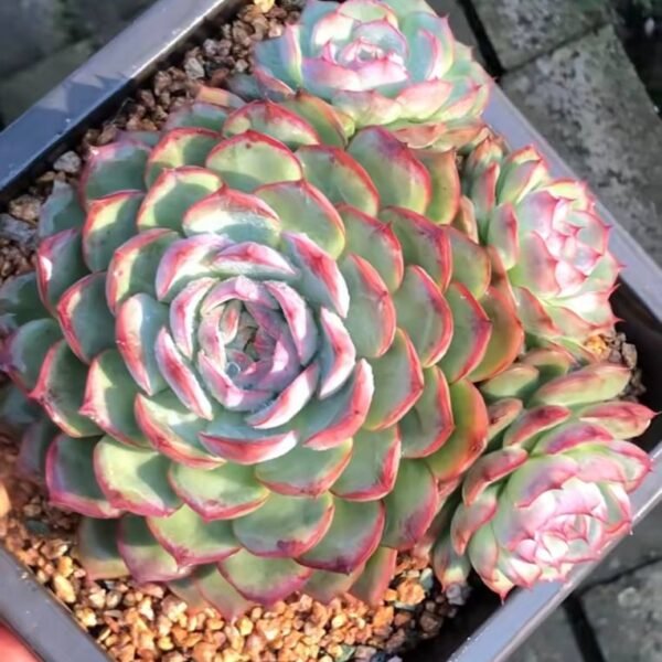 308.Echeveria hybrid，Commercial name: Qiushui