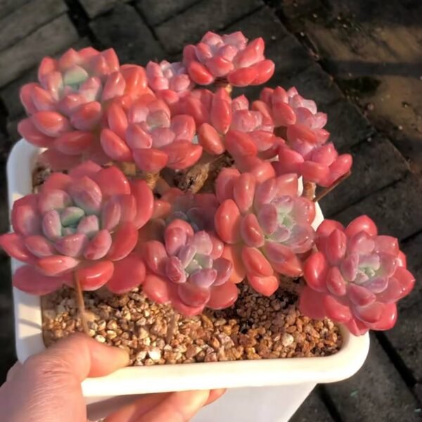 309.Mammillaria albiflora