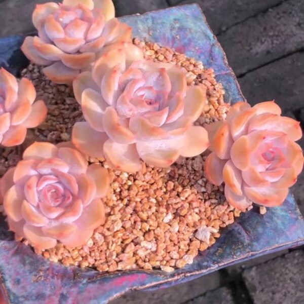 310.Echeveria Fiona