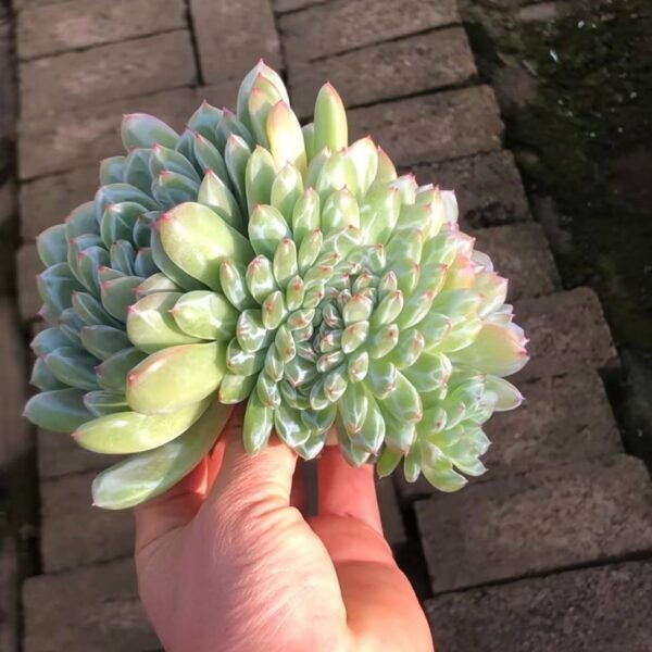 311.Echeveria 'Snow Jenny' f. cristata