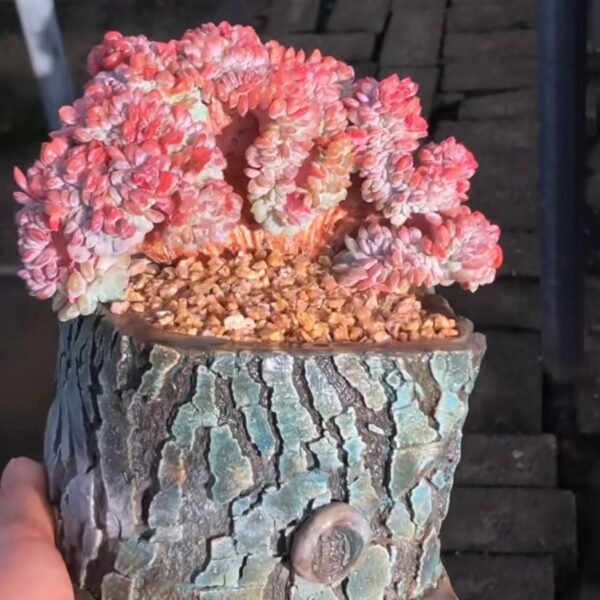 312.Echeveria hybrid f. cristata