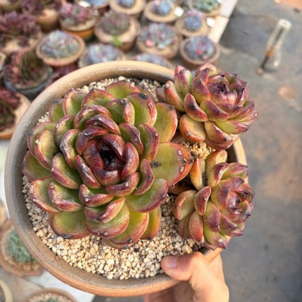 314.Echeveria 'Iria'