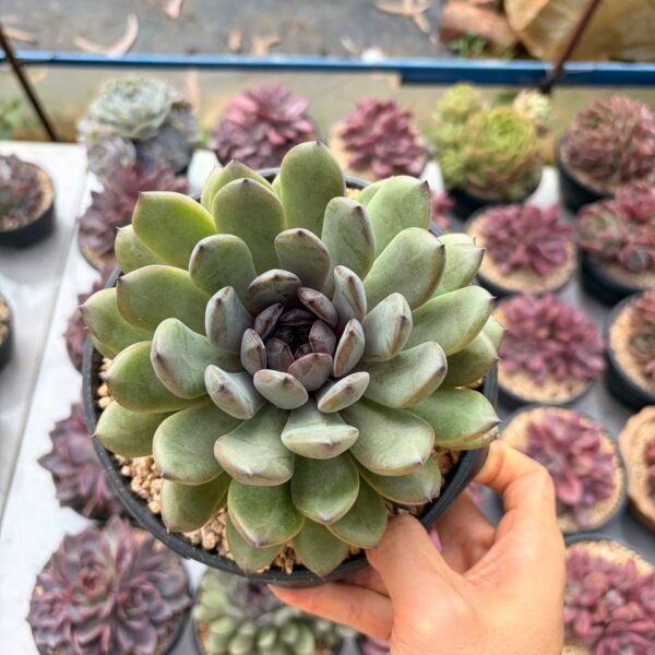 315.Echeveria hybrid