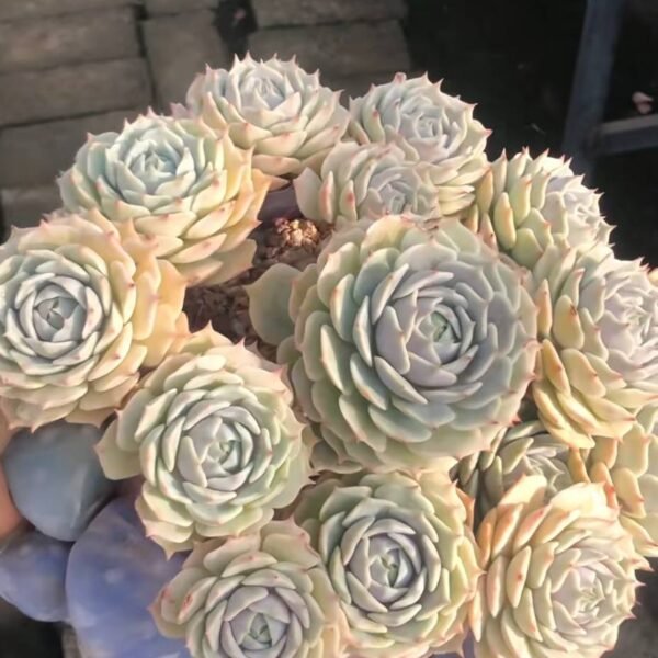 316.Echeveria 'Lola'