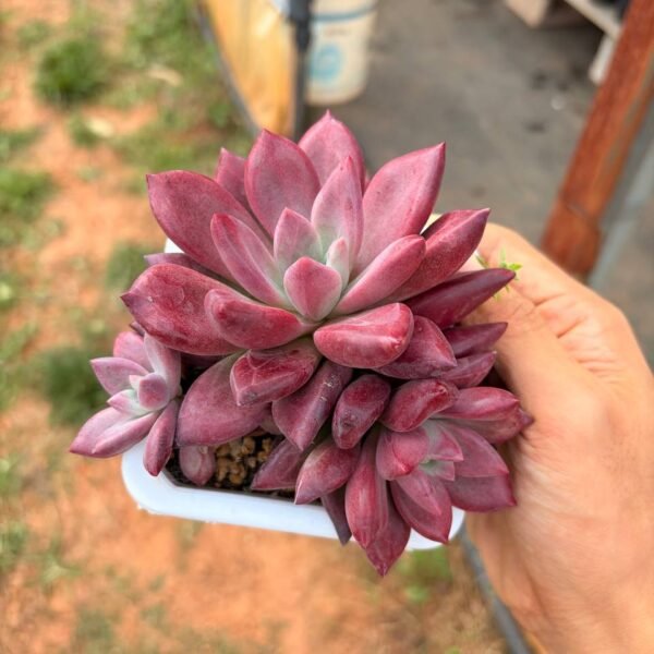 317.Echeveria: ‘He Feiyu’