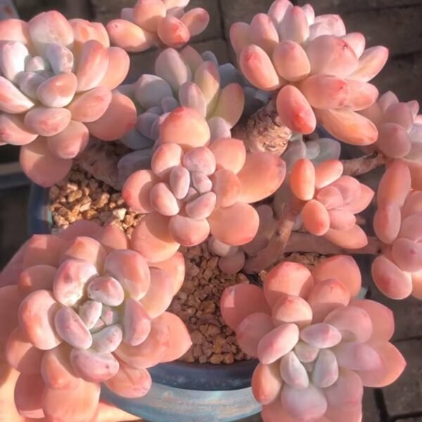 318.Pachyveria 'Elaine Reinelt'