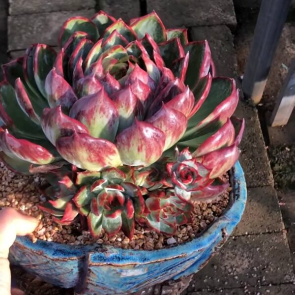 319.Echeveria agavoides 'Casio'