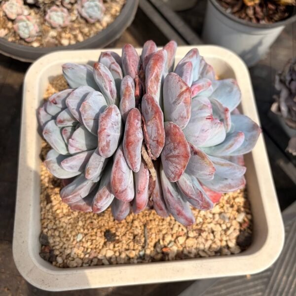 320.：Echeveria 'Monroe