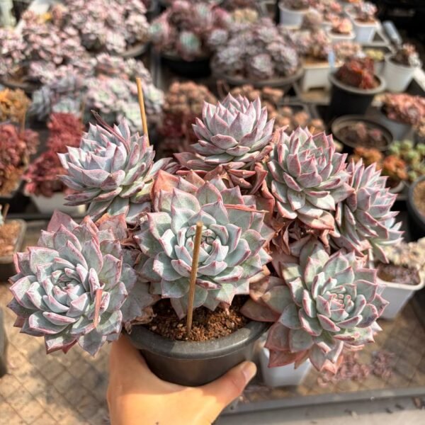 321.Echeveria ‘Blue Bird’ f. cristata