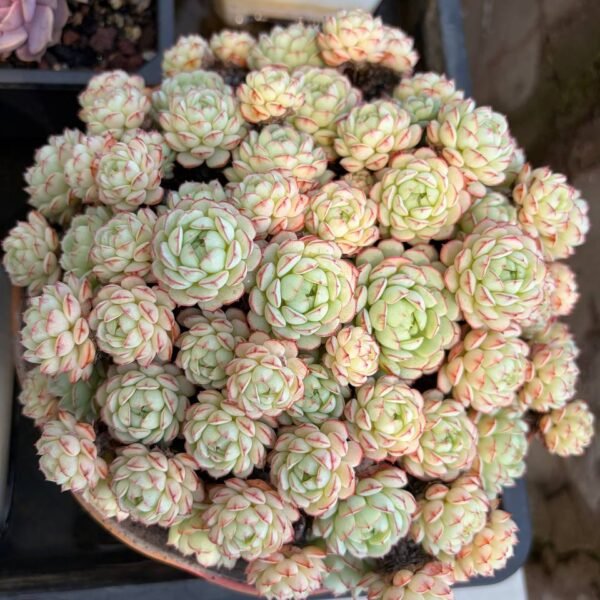 322.Echeveria 'Little Red Boat