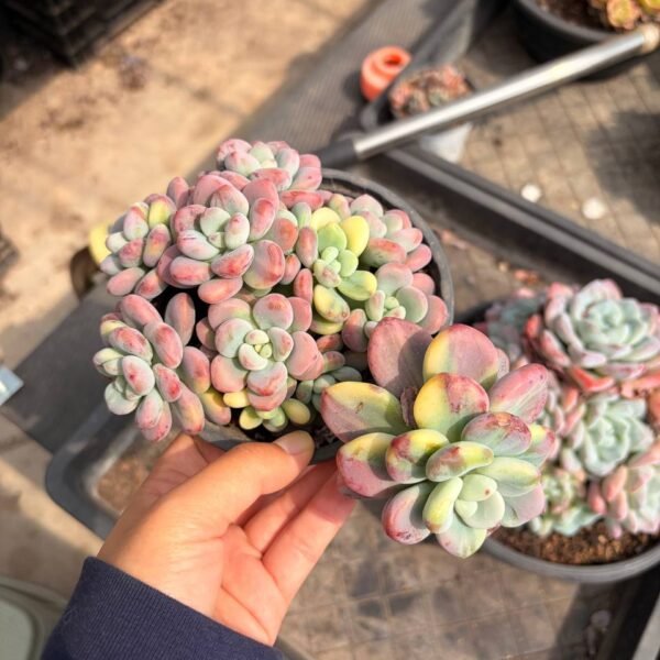 323.× Graptosedum 'Miul' Variegata