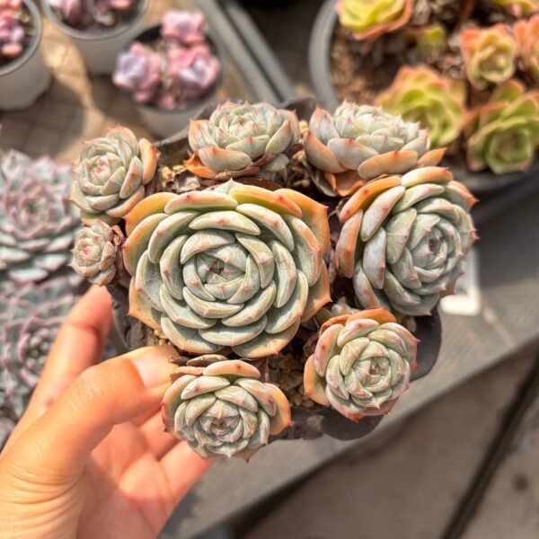 324.Echeveria 'Laolin