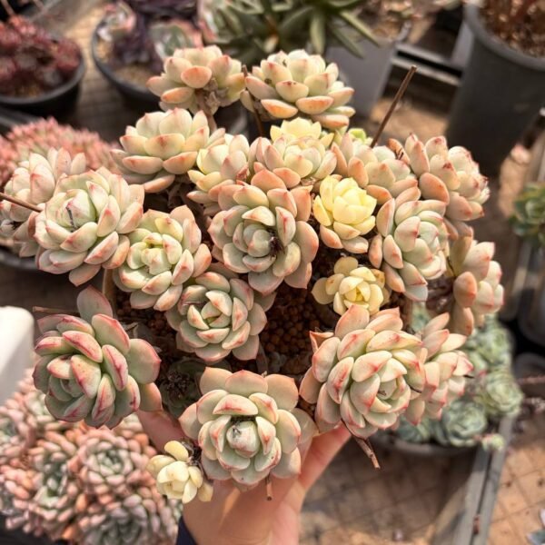 325.Echeveria 'Vanilla' f. variegata