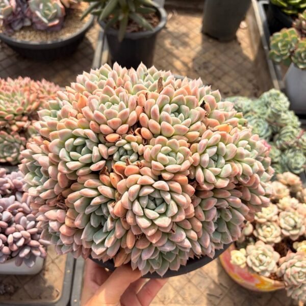 326.Echeveria 'Alba Beauty'